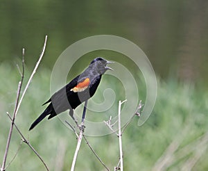 Red-winged Blackbird Singing