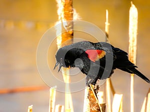 Red winged Blackbird singing