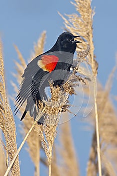 Red Winged Blackbird Singing