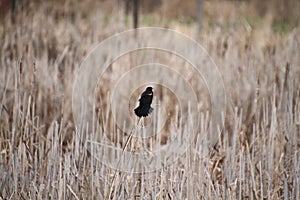 A red winged blackbird sitting on a bulrush stalk