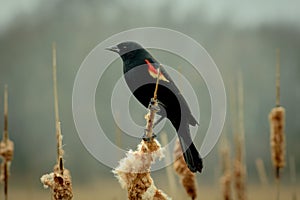 Red winged blackbird sitting on cattails