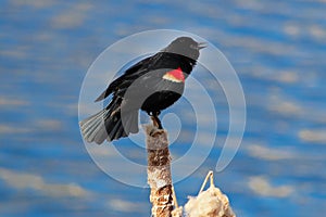 Red winged blackbird sitting on a dried cattail with a blue background