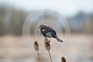 Red-Winged Blackbird standing on a teasel seed head in a wetland area of Washington State