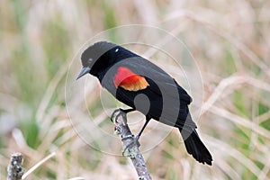 Red winged blackbird