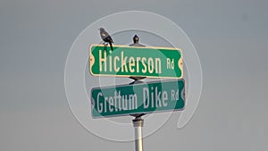 Red-winged blackbird on street signs - cross-section of two rural gravel roads in Northern Wisconsin