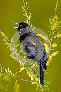 Red-winged Blackbird, Sturnella militari, with open bill. Black bird sitting in the green nature habitat. Wildlife scene from Flor photo