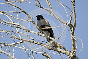 Red-winged Blackbird, Sweetwater Wetlands Tucson Arizona, USA