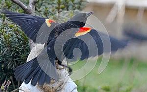 Red-winged Blackbird taking off in Flight with Red and Yellow Epaulets - Agelaius phoeniceus