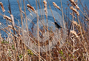 Red winged blackbird in a thicket of old dried cattails at Upper Mason Pond in Maine in the late spring