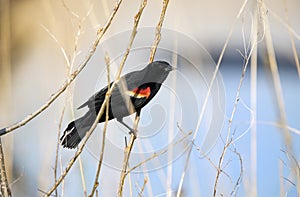Red-winged Blackbird at Three Oaks Recreation Area in Crystal Lake, Illinois