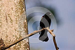 Red-winged Blackbird in a Tree