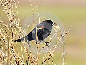 Red Winged Blackbird on Tree Stem: A male red-winged blackbird isolated balances on a tree stem
