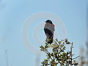 Red Winged Blackbird on Tree Stem: A male red-winged blackbird isolated on a tree stem