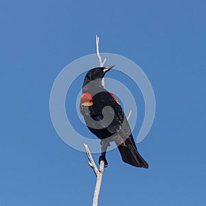 Red-winged Blackbird with turned head
