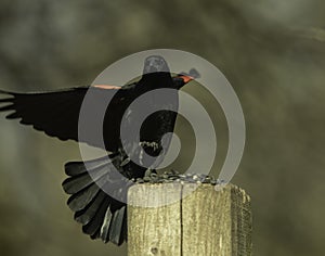 Red Winged Blackbird On Wooden Post