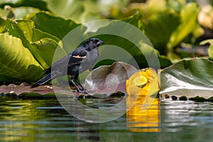 Red winged blackbird and yellow water lilly