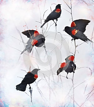 Red Winged Blackbirds