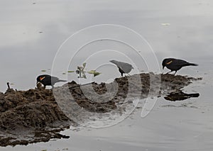 Red-winged Blackbirds (Agelaius phoeniceus) on Lake Tohopekaliga in Florida