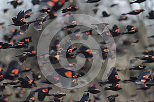 Red Winged Blackbirds in flight