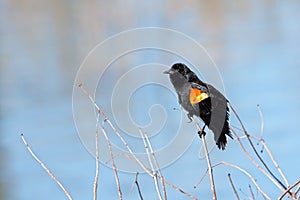 A Red-winged Blacking perched in a Thicket photo