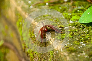 The red-winged dragonfly lands on the mossy wall