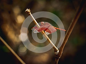 Red-winged dragonfly perches on a dry bamboo branch