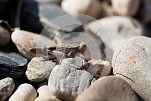 Red-winged grasshopper, Oedipoda germanica