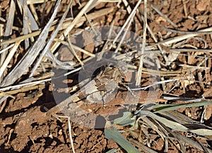 Red-winged Grasshopper