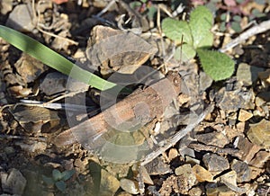 Red-winged Grasshopper