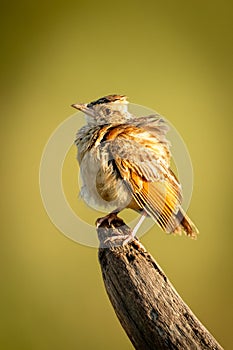 Red-winged lark on dead branch with catchlight