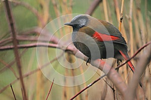 Red-winged laughingthrush