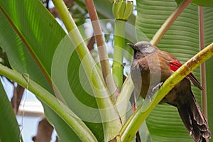 Red-winged laughingthrush bird