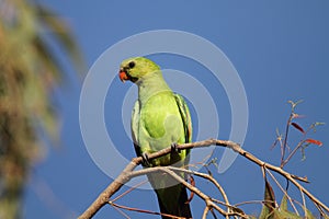 Red-winged parrot