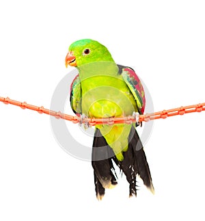 Red-Winged Parrot (Aprosmictus erythropterus) in front. isolated