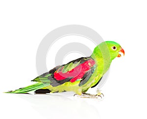 Red-Winged Parrot (Aprosmictus erythropterus) in profile . isolated on white background