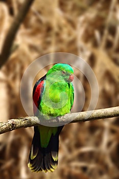 The red-winged parrot (Aprosmictus erythropterus) sitting on a branch.