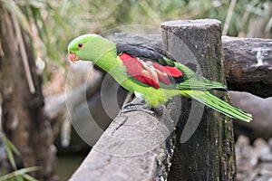 The red winged parrot is on a fence