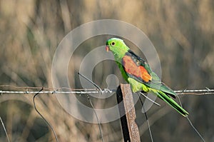 Red winged parrot male sitting on fence