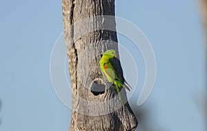 Red winged parrot outside nest in hollow tree