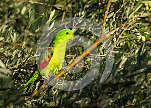 A red winged parrot perched in an olive tree