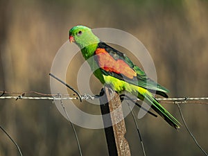 Red-winged Parrot perched on a wire fence in rural Farmland