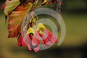 Red Winged Seeds