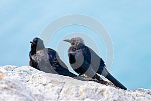 Red winged starling