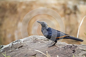 Red-winged Starling in Kruger National park, South Africa
