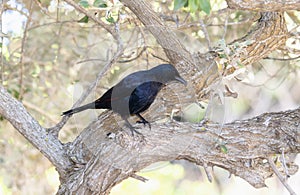 A Red-winged Starling, Onychognathus morio, perched in a tree in South Africa