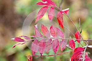 Red Winged Sumac leaves in Autumn