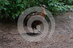 Red-winged Tinamou bird