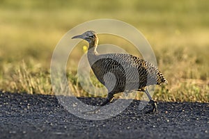 Red winged Tinamou, Rhynchotus rufescens,