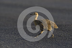 Red winged Tinamou, Rhynchotus rufescens, La Pampa