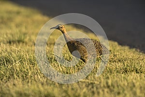 Red winged Tinamou, Rhynchotus rufescens, La Pampa